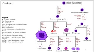 Physiology of blooderythropoiesiserythropoietindisorders [upl. by Ethelind]