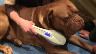 ROSIN Tiergesundheit  Lasertherapie [upl. by Scornik]