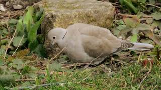 Collared Dove [upl. by Evie]