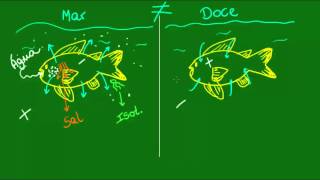 Osmorregulação dos peixes  Vertebrados  Biologia [upl. by Nivek]