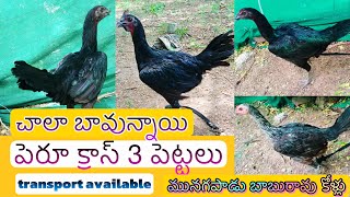 3 టాప్ క్వాలిటి పెరూ క్రాస్ పెట్టలు॥96407 63169 ॥nanifarms perucross munagapadu baburao [upl. by Dorman]