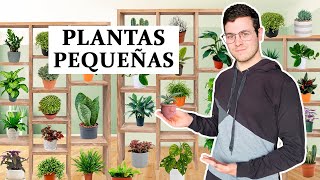 TOP 8 plantas para espacios pequeños de interior [upl. by Adaran]