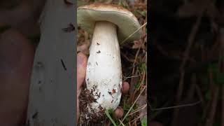 Boletus EDULIS en Bosque de PINO Silvestre  Sierra de GUADARRAMA Madrid OCTUBRE 2024 [upl. by Ailaza]