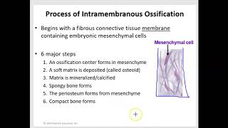 Intramembranous and Endochondral Ossification [upl. by Rorry936]