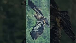 Top 4 des Caractères des Aigles  Adoptez Cette Mentalité Inspirante [upl. by Spatz]