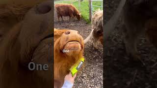 Miniature Highland Cows🐮❤️ Small in Size Big in Cute shorts cow animals cuteanimals [upl. by Anahtor]