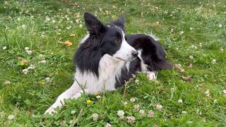 Get to know Echo the border collie [upl. by Camile795]