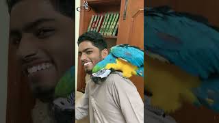 Talking Macaw  Macaw macaws talkingbirds funnyanimal [upl. by Roselani]