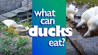 What DO Ducks Eat [upl. by Mohr931]