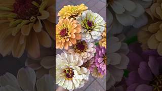 Obsessed with my Zinnias gardening [upl. by Ahsihat]