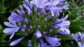 Agapanthus africanus  African Lily  HD 03 [upl. by Royo]