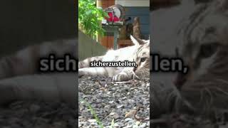 Warum Katzen Mäuse nicht sofort fressen – die geheime Jagdstrategie der Samtpfoten 🐾🐭 shorts [upl. by Retxab872]