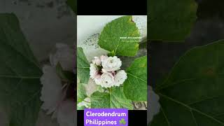 Clerodendrum Philippines Chinese clerodendrum flower flowers plants terrace garden gardening [upl. by Gage]