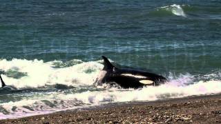 Spectacular Orca attack on elephant seal [upl. by Bolme925]