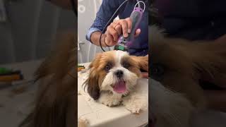 My first grooming🐶🧿 trending cute ytshorts grooming youtubeshorts pets petlove doglover [upl. by Amalita179]