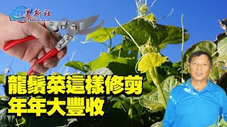 龍鬚菜這樣修剪，年年大豐收！Pruning chayote like this will give you a bumper harvest every year [upl. by Efinnej]