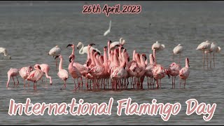 International Flamingo Day 2023 [upl. by Naehs512]