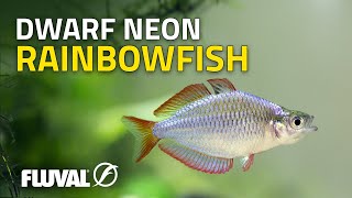 Species Spotlight  Dwarf Neon Rainbowfish [upl. by Nawek]