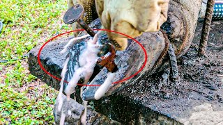 SHOCKING TRUTH ABOUT CUTTING and Nails cows removing Screws stuck in the hoof And Cleaning Pus [upl. by Ayhay]