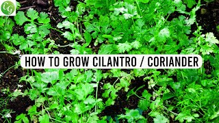 How to grow Cilantro or Coriander from seed at home [upl. by Trebliw792]