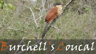 Burchells Coucal Centropus burchellii Bird Call Video  Rainbird Calling  Stories Of The Kruger [upl. by Atsok]