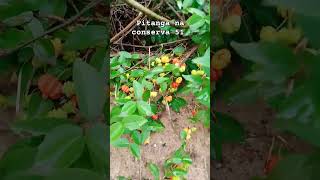 Pitangas e 51 👀 plantas frutifera minhasplantas colheitafeliz pitangueiras [upl. by Budde]