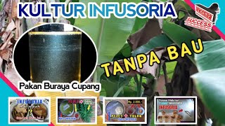 Cara kultur infusoria hasil melimpah tanpa bau [upl. by Sikras52]