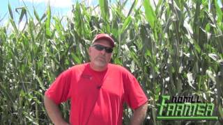 Cereal Rye Aids Soybean Crops [upl. by Ewens]