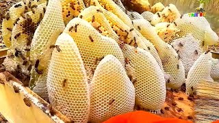 Pure Nature Wild Honey Tree Bee Yummy ASMR Honeycombs 40 [upl. by Drucilla872]