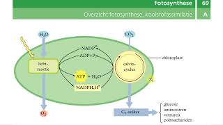Binas tabellen  Dissimilatie fotosynthese [upl. by Eelrahc]