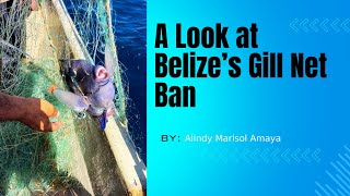 A Look at Belizes Gill Net Ban [upl. by Yrruc]