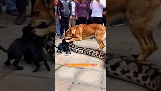 Brave doge🐕vs rock python⚕️ fight 💪🏻trending fight shorts youtubeshorts shortvideo [upl. by Lindner39]