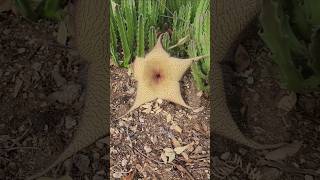 Strange Succulent Flowers  Stapelia gigantea succulents nature plants stapelia cactusuncle [upl. by Cherise]