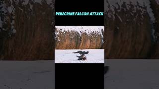 PEREGRINE FALCON ATTACK trending falcon birds animals peregrinefalcon eagle youtubeshorts [upl. by Lednor]