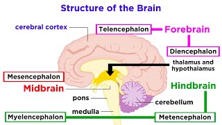 The Structure and Physiology of the Human Brain [upl. by Page]