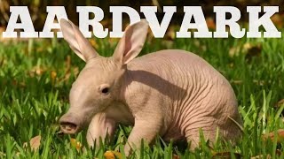 Aardvark The Groundhog  Marvelous Animals Facts [upl. by Okoy]