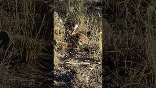 Desert cottontail hiding in the bushes DesertAnimalsrabbitsworldwide RabbitsCottontail ￼ [upl. by Roybn265]