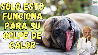 🆘 EL UNICO TRATAMIENTO CASERO EFICAZ PARA EL GOLPE DE CALOR EN PERROS 🆘 [upl. by Eeramit]