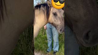 Up Close with a Wild Konik Horse [upl. by Jacquie]