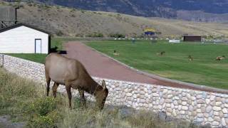 Elk in Gardiner MT [upl. by Robbie]