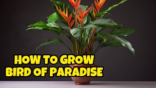 HOW I GROW MY BIRD OF PARADISE PLANT [upl. by Ylicic587]