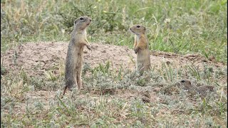 Popandau  European ground squirrel [upl. by Andryc]