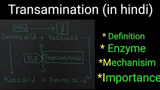 Transamination in hindi Definition  Mechanism  Clinical significance  Importance  Examples [upl. by Anayik716]