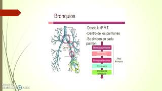 Anatomia del Sistema Respiratorio Inferior [upl. by Aniv301]