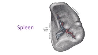 Spleen a complete discussion in Bangla by Prof Dr Md Ashfaqur Rahman [upl. by Ahterahs]