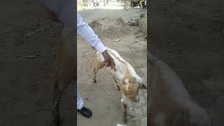 Meningitis in Goat  GID in Goat [upl. by Enasus467]