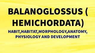 DETAILED STUDY OF BALANOGLOSSUS  HABIT AND HABITAT MORPHOLOGY ANATOMY PHYSIOLOGY DEVELOPMENT [upl. by Amsed]