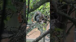 Squirrel eating nut in tree 2024 shorts drockingfish [upl. by Ardekal]