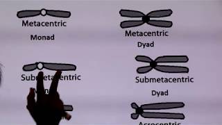 Inter  Chapter 6  Part 3  Metacentric Submetacentric Acrocentric Telocentric chromosomes [upl. by Yvehc518]