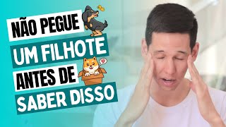 COMO ADESTRAR FILHOTE não pegue um filhote antes de saber disso [upl. by Nannah]